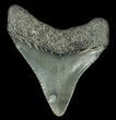 Juvenile Megalodon Tooth #69331-1